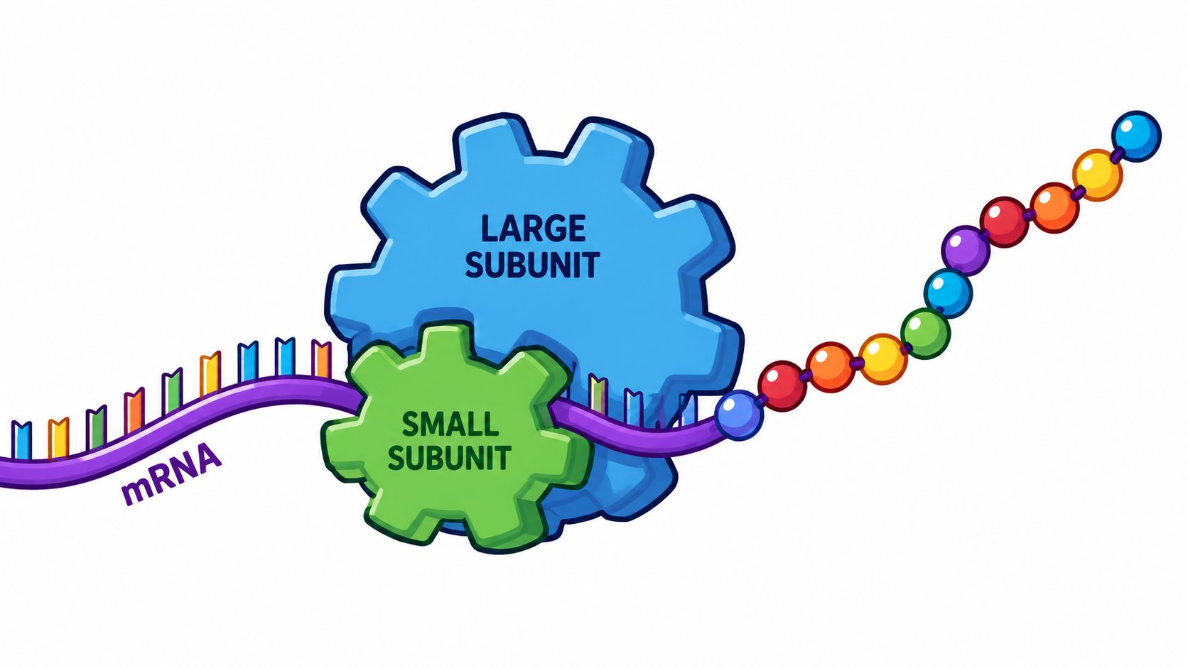 This Organelle Synthesizes Proteins: Ribosome